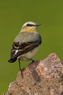 Grasses Prints: Northern Wheatear. Steinschmaetzer