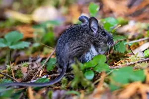 Lowlands Prints: Northwestern Deermouse, Peromyscus keeni