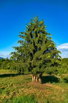 Bavaria Prints: Norway spruce (Picea abies), spruces with cones