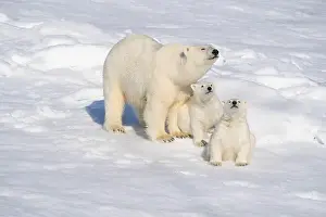 Frigid Prints: Norway, Svalbard