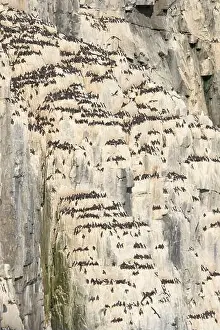 Jaynes Gallery Prints: Norway, Svalbard. Thick-billed murre bird nests on Alkefjellet cliffs