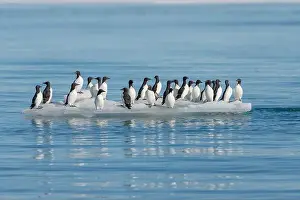 Ice Floe Prints: Norway, Svalbard. Thick-billed murre birds on ice floe