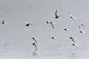 Sea Birds Prints: Norway, Varanger, Sterna paradisaea, Arctic Terns