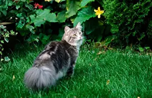 Rear View Prints: Norwegian Forest Cat, blue-tabby-classic/white