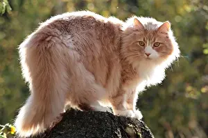 Alertness Prints: A norwegian forest cat male in beautiful back light outdoors