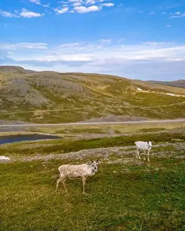 North European Prints: Norwegian Reindeer Graze on a Sunny Day, North Cape or Nordkapp, Norway