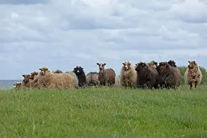 Coastal Area Prints: Norwegian sheep on the dike, Falshoeft, Geltinger Birk, Schleswig-Holstein, Germany