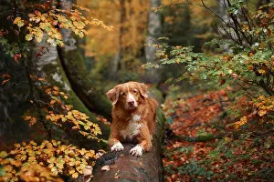 Companion Prints: A Nova Scotia Duck Tolling Retriever lies on a fallen log surrounded by colorful autumn trees