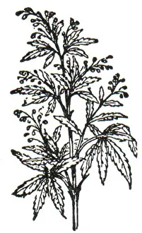 Fibers Prints: NSRW Hemp