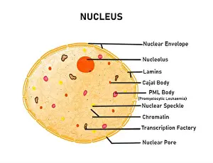 Nucleus Prints: Nuclear compartments, illustration