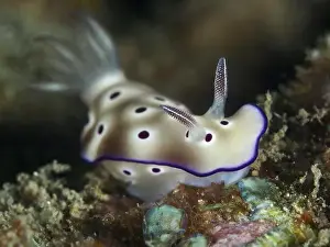 Dive Site Prints: Nudibranch with beige-white body and purple dots