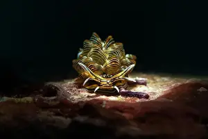 Mollusks Prints: Nudibranch Cyerce nigra. Underwater macro photography from Romblon, Philippines