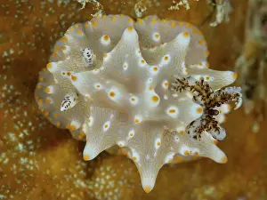 Conchifera Prints: Nudibranch with fine patterns, Batangas Halgerda (Halgerda batangas)