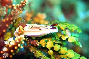 Moluccas Prints: Nudibranch Hypselodoris emma