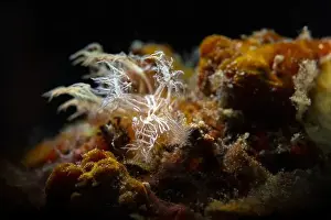 Mollusks Prints: Nudibranch Melibe colemani. Underwater macro photography from Romblon, Philippines