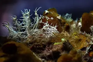 Mollusks Prints: Nudibranch Melibe colemani. Underwater macro photography from Romblon, Philippines