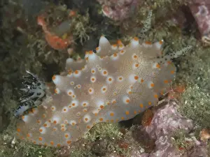 Gastropods Prints: A nudibranch with orange dots, Batangas Halgerda (Halgerda batangas)