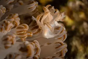 Mollusks Prints: Nudibranch Phyllodesmium jakobsenae