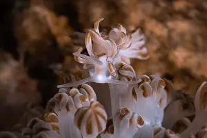 Mollusks Prints: Nudibranch Phyllodesmium jakobsenae