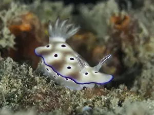 Nudibranches Prints: Nudibranch with purple coloured spots and white body