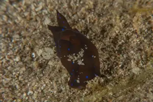 Deep Blue Prints: Nudibranch Sea Slug in the Red Sea Colorful and beautiful, Eilat Israel