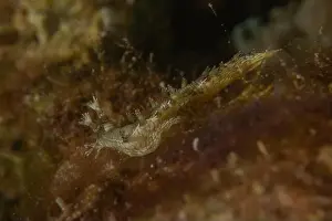 Deep Blue Prints: Nudibranch Sea Slug in the Red Sea Colorful and beautiful, Eilat Israel