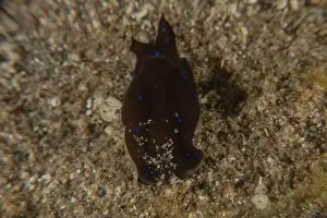 Deep Blue Prints: Nudibranch Sea Slug in the Red Sea Colorful and beautiful, Eilat Israel
