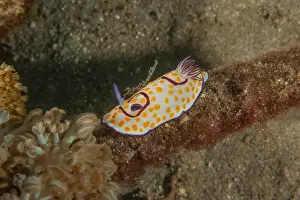 Deep Blue Prints: Nudibranch Sea Slug in the Red Sea Colorful and beautiful, Eilat Israel