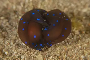 Deep Blue Prints: Nudibranch Sea Slug in the Red Sea Colorful and beautiful, Eilat Israel