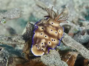 Gastropods Prints: Nudibranch in shades of brown with blue edges