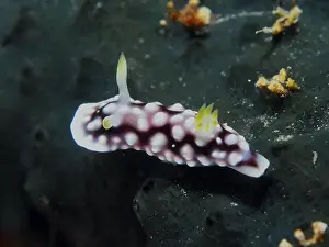 Dive Site Prints: Nudibranch with white dots, Geometric Chromodoris (Goniobranchus geometricus)