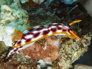 Dive Site Prints: Nudibranch with white-orange coloured pattern