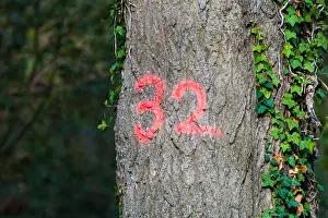 Marking Prints: Number spray painted on a tree trunk. Tree marking. Tree marker