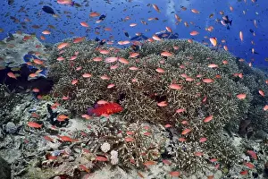 Variegated Prints: Numerous small fish in bright colours