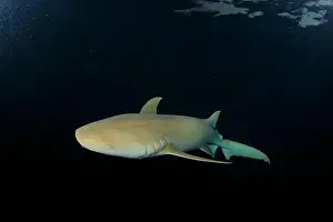 Immersion Prints: Nurse shark sails slowly at dusk near the surface