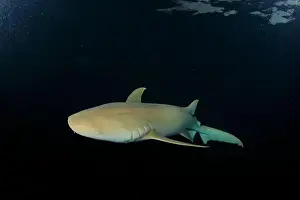 Immersion Prints: Nurse shark sails slowly at dusk near the surface