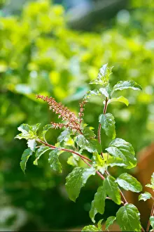 Genus Prints: NVM 61530 : Ayurvedic herb ; tulsi holy basil ocimum sanctum linn plant