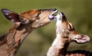Licking Prints: Nyalas