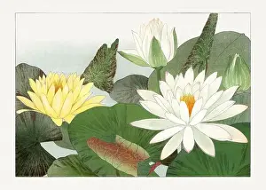 Nymphaea lotus. Asian art. Japanese flower woodblock art by Tanigami Kônan