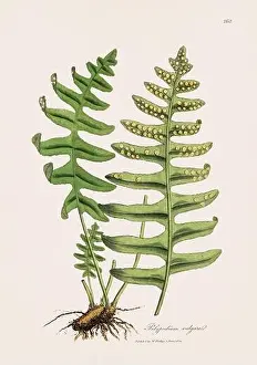 Oak fern. Botanical Illustration: Antique Medical Botanical Artwork from a 19th-century Botany Book Plate