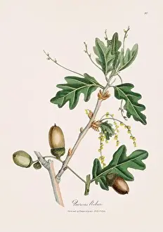 Ferns Prints: Oak tree. Botanical Illustration: Antique Medical Botanical Artwork from a 19th-century Botany Book Plate