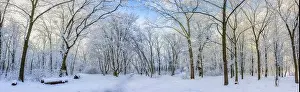 Oak trees covered with snow on frosty morning landscape. Amazing winter nature panorama. Bright colorful sunrise over wintry park, fantastic scenic
