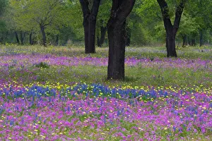 Texas Prints: Oak Trees with field of Phlox, Blue Bonnets springtime near Devine Texas
