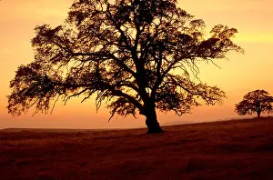 Inspiring Prints: Oak trees silhouetted against sunset sky