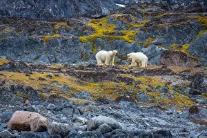 Spitzbergen Prints: observe Polar Bears in the Magdalensfjorden on Svalbard