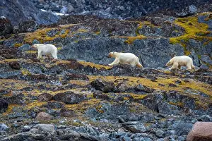 Spitzbergen Prints: observe Polar Bears in the Magdalensfjorden on Svalbard