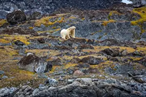 Spitzbergen Prints: observe Polar Bears in the Magdalensfjorden on Svalbard