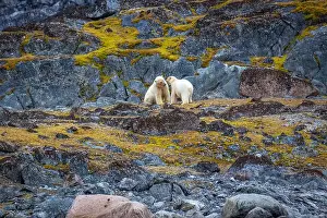 Spitzbergen Prints: observe Polar Bears in the Magdalensfjorden on Svalbard