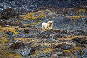Spitzbergen Prints: observe Polar Bears in the Magdalensfjorden on Svalbard
