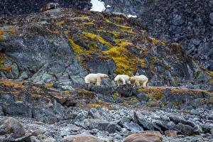Spitzbergen Prints: observe Polar Bears in the Magdalensfjorden on Svalbard